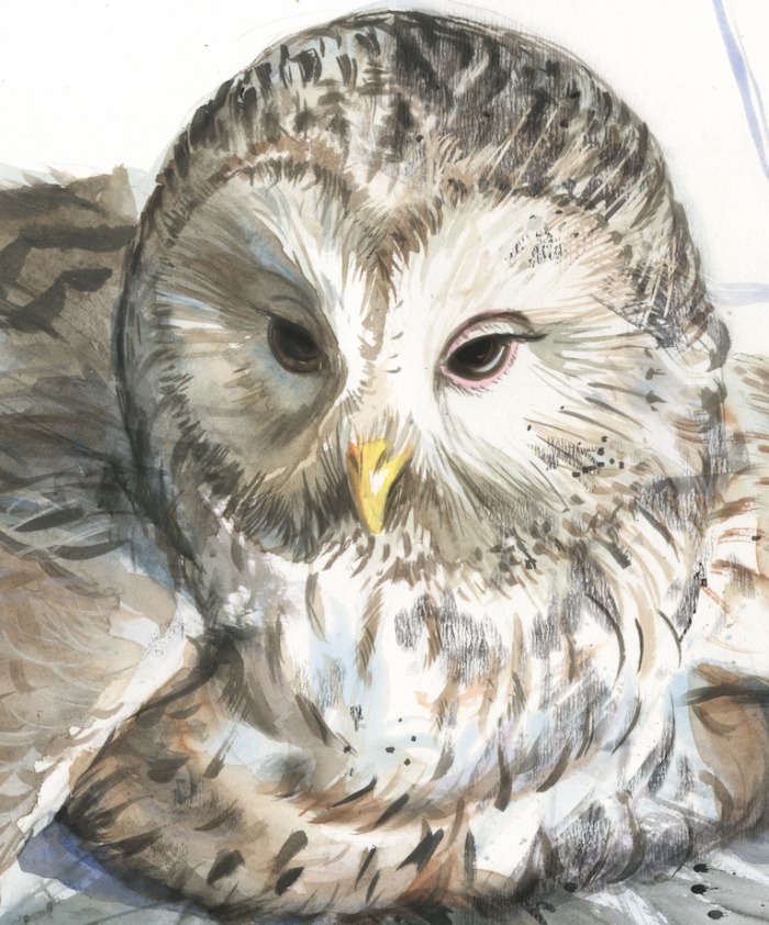 Coruja na versão ilustrada de Harry Potter e a Ordem da Fênix